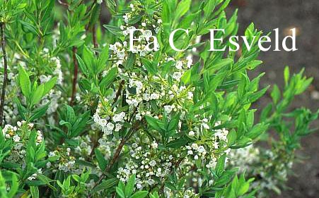 Kalmia angustifolia 'Candida'