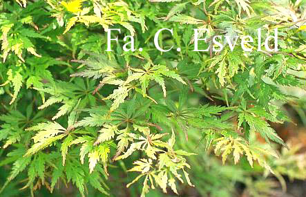Acer palmatum 'Shigure bato'