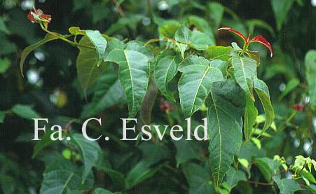 Acer sikkimense