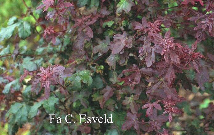 Acer campestre 'Royal Ruby'