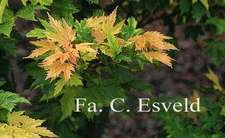 Acer pseudoplatanus 'Spring Gold'