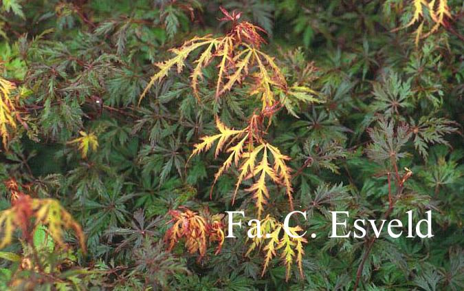 Acer palmatum 'Felice'