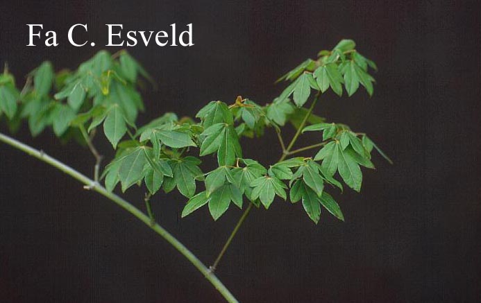 Acer pauciflorum