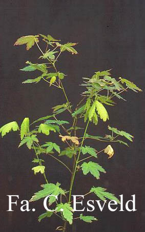 Acer olivaceum