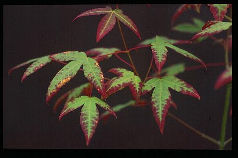 Acer tutcheri