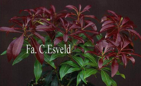 Pieris japonica 'Katsura'