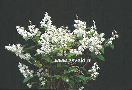 Deutzia scabra