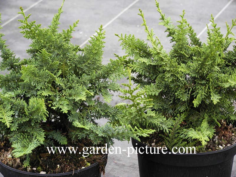 Chamaecyparis obtusa 'Teddy Bear'
