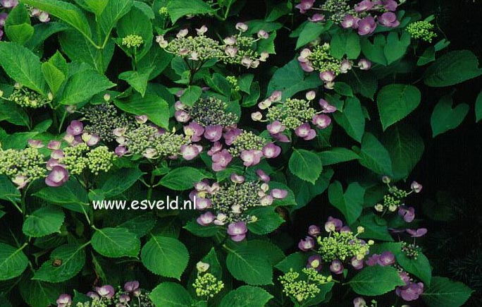 Hydrangea macrophylla 'Aduarda'