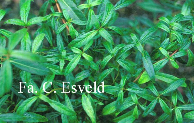 Hydrangea scandens 'Macrosepala'