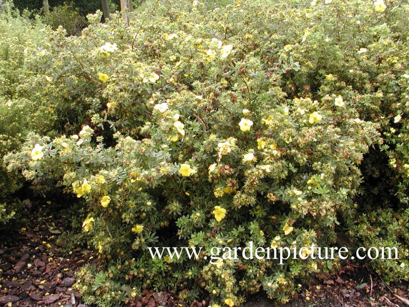 Potentilla fruticosa 'Goldstern'