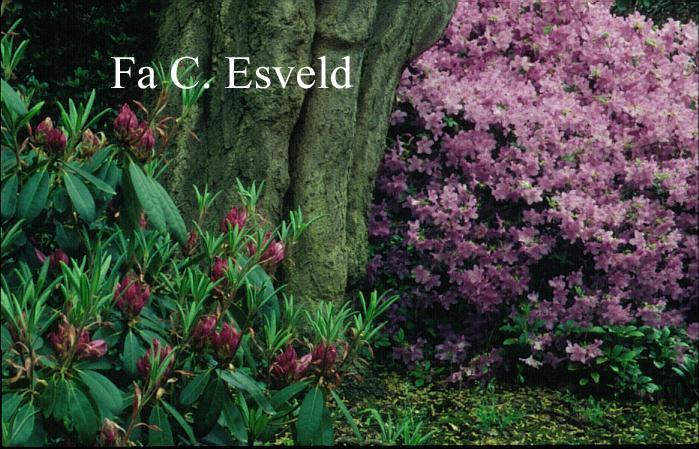 Rhododendron yedoense
