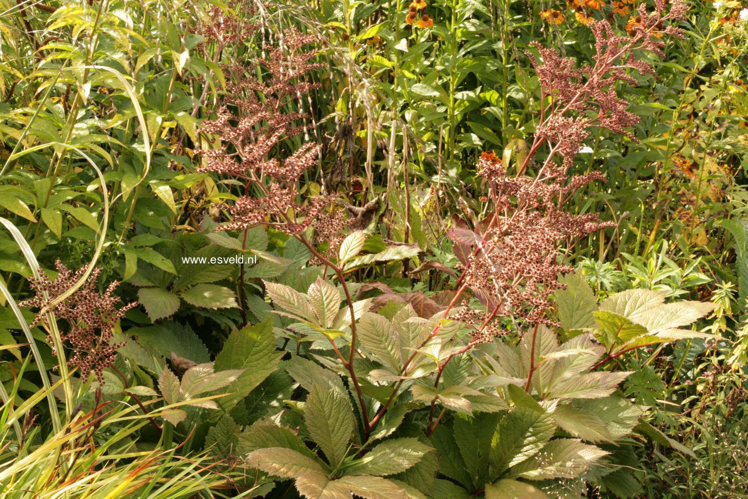 Rodgersia pinnata 'Die Amutige'