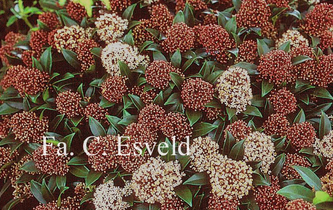 Skimmia japonica 'Marlot'