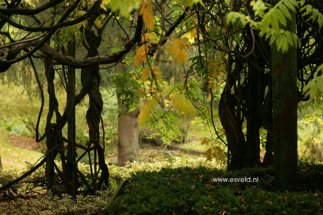 Wisteria venusta