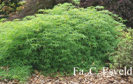 Acer palmatum 'Ellen'