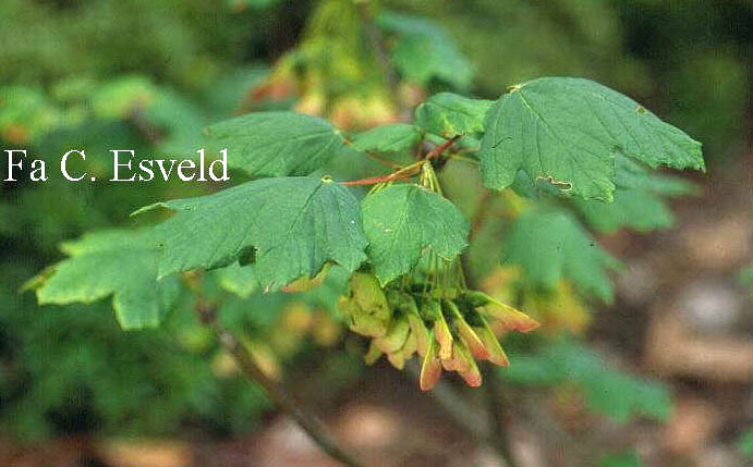 Acer opalus ssp. obtusatum