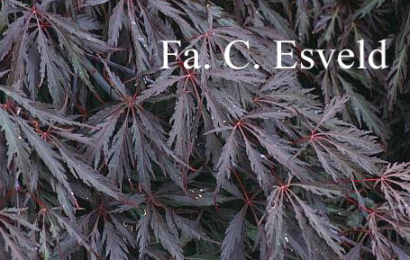 Acer palmatum 'Inaba shidare'