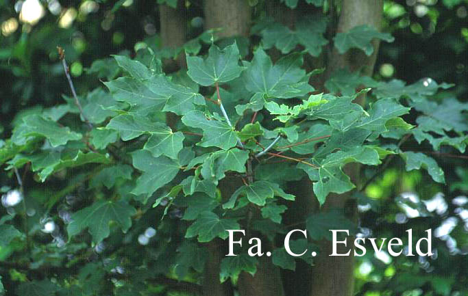 Acer cappadocicum ssp. lobelii