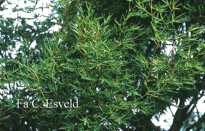 Acer palmatum 'Kurui jishi'