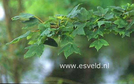 Acer durettii
