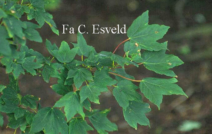 Acer durettii