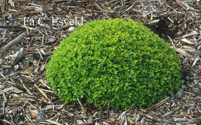 Buxus microphylla 'Morris Midget'