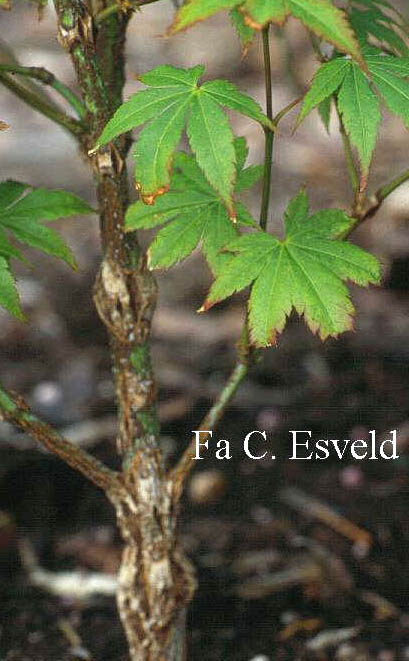 Acer palmatum 'Issai nishiki kawazu'