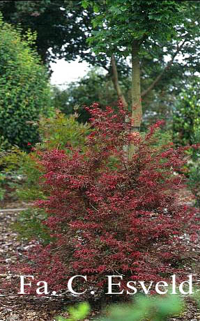 Acer palmatum 'Beni fushigi'