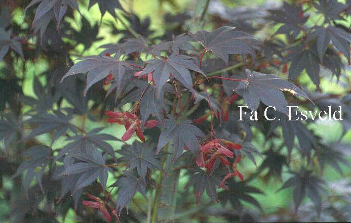 Acer palmatum 'The Bishop'