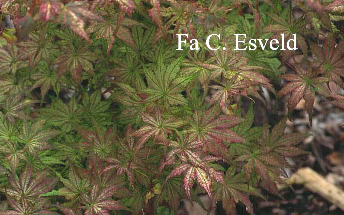 Acer palmatum 'Shigitatsu sawa'