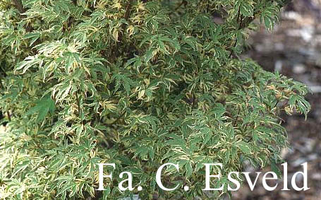 Acer palmatum 'Oku Kuji nishiki'