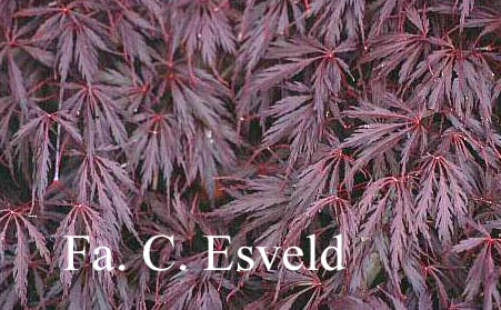 Acer palmatum 'Stella Rossa'