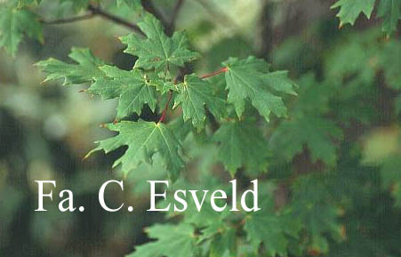 Acer hyrcanum ssp. stevenii