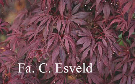 Acer palmatum 'Oregon Sunset'