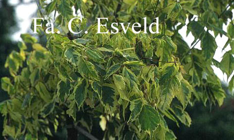 Acer negundo 'Aureomarginatum'