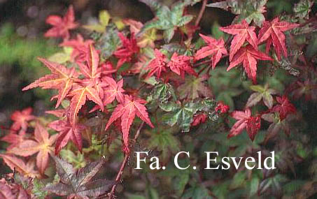 Acer palmatum 'De shohjoh'