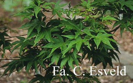 Acer palmatum 'Lutescens'