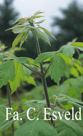 Acer negundo ssp. californicum