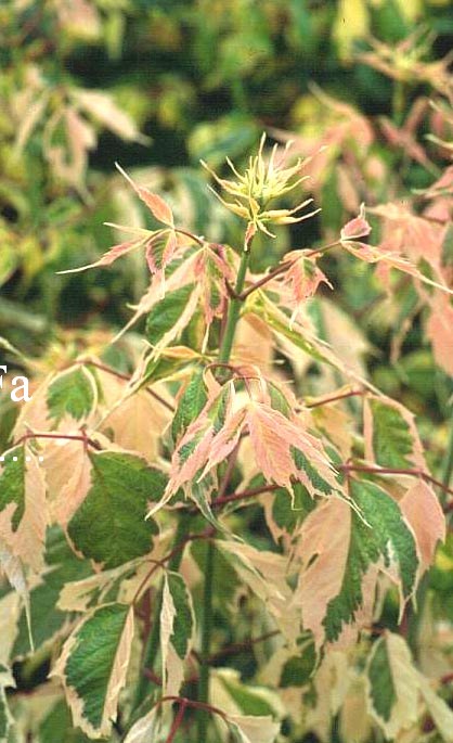 Acer negundo 'Flamingo'