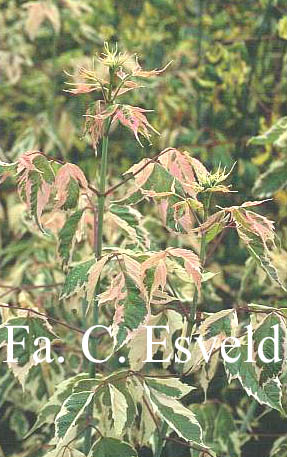 Acer negundo 'Flamingo'