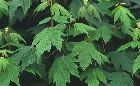 Acer spicatum