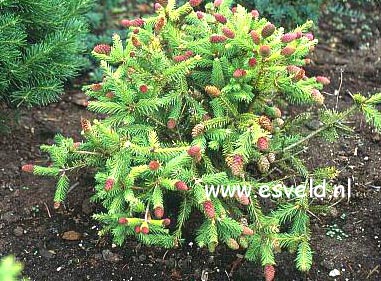 Picea abies 'Acrocona'