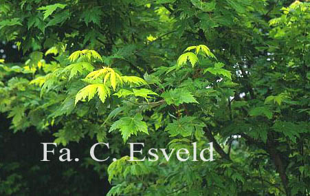 Acer saccharinum 'Lutescens'