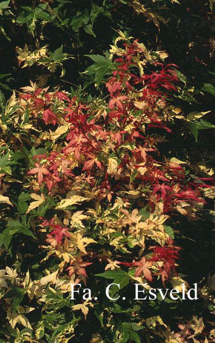 Acer palmatum 'Karasu gawa'