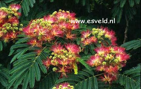 Albizia julibrissin