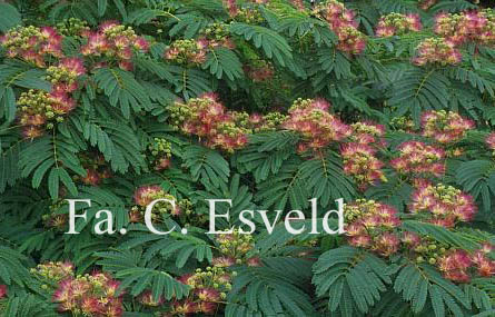 Albizia julibrissin