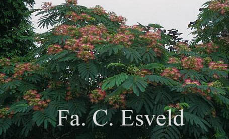 Albizia julibrissin