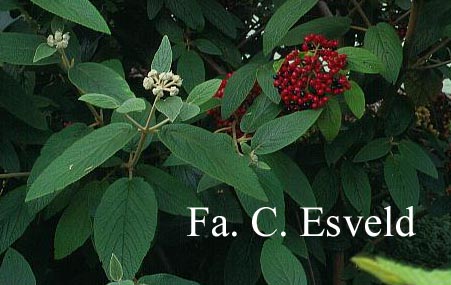 Viburnum rhytidophylloides