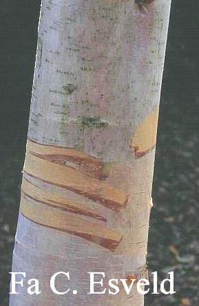 Betula albosinensis 'Fascination'